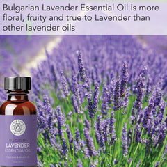 Pure Body Naturals Bulgarian Lavender flowers close up showing natural source