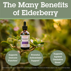 Quantum Health elderberry bottle on wood presents premium immune-support wellness.