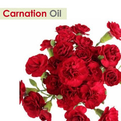 Salvia Carnation oil pour highlights versatile use in body oils and blends