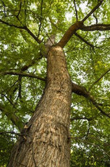 Silky Scents Amber Oil bottle cap enables easy, controlled pouring.