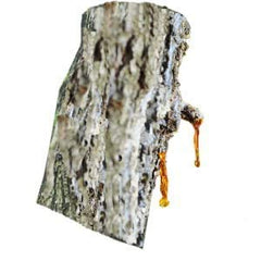 Pour-friendly Amber Essential Oil from Silky Scents for precise dispensing.