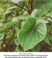 Starwest Botanicals Kava ready-to-brew setup hints a calming evening ritual.