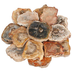 SUNYIK petrified wood slab 1.5–3 inch, natural colors for display and collection