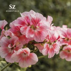 Sz Essentials Aromatherapy diffuser with geranium to create calm ambiance.