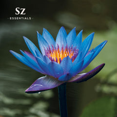 Sz Essentials Blue Lotus diffuser scene with calming ambient aroma.