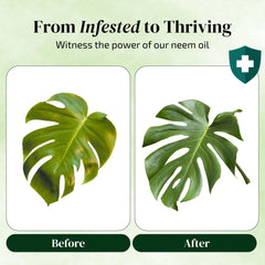 The Green Alcove Neem Oil concentrate with pour-spout for simple mixing.