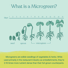 Fresh kitchen scene with True Grace broccoli microgreens powder on the counter.