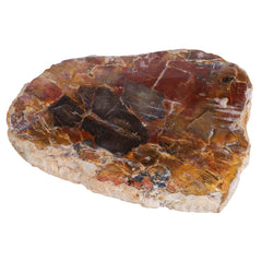 TUMBEELLUWA irregular petrified wood slab front view highlighting natural patterns for rustic table decor