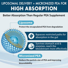 Ulmubra Liposomal PEA softgels close-up highlighting capsules and form.
