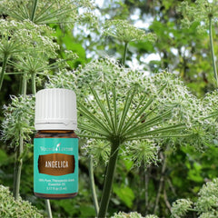 Young Living Angelica diffuser blend creates a revitalizing aroma for your living area.