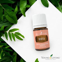 Close-up of Ocotea oil dropper highlighting premium aroma for mindful relaxation.