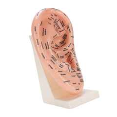 YUYTE ear model with easy-to-read text aids beginners and pros in practice sessions