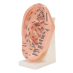 YUYTE ear acupuncture point model stand for stable classroom demonstrations and easy setup