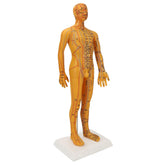 ZJchao acupoint model front view shows precise meridian points for training