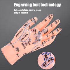 ZJchao hand acupuncture model detail reveals clear point markings and craftsmanship.