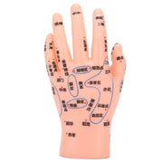 ZJchao hand acupuncture model top view shows precise acupoints for teaching.