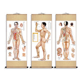 Zzooi silk scroll of human body acupuncture points for study and display