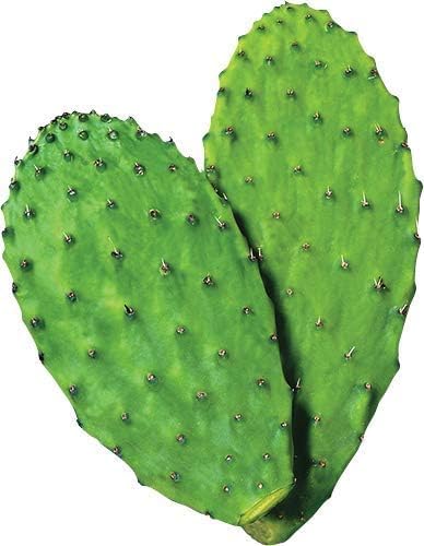 ABBASI & CO Nopal powder with spoon ready to scoop for daily beverages
