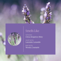 Aera Mini Provence Lavender oil bottle showcases bright mandarin and bergamot for refreshing aroma.