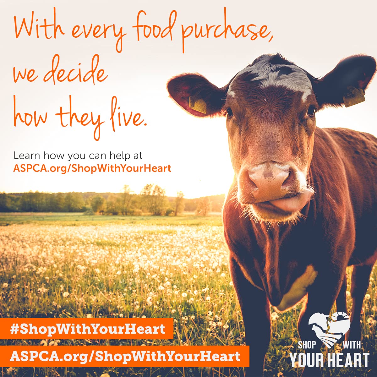 AGN Roots sourcing highlights ethical farming and humane treatment across supply chain.