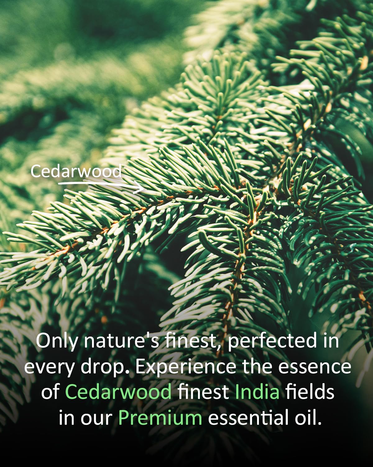 Airoomoil Cedar Oil skin dilution illustrates safe application in carrier oils.