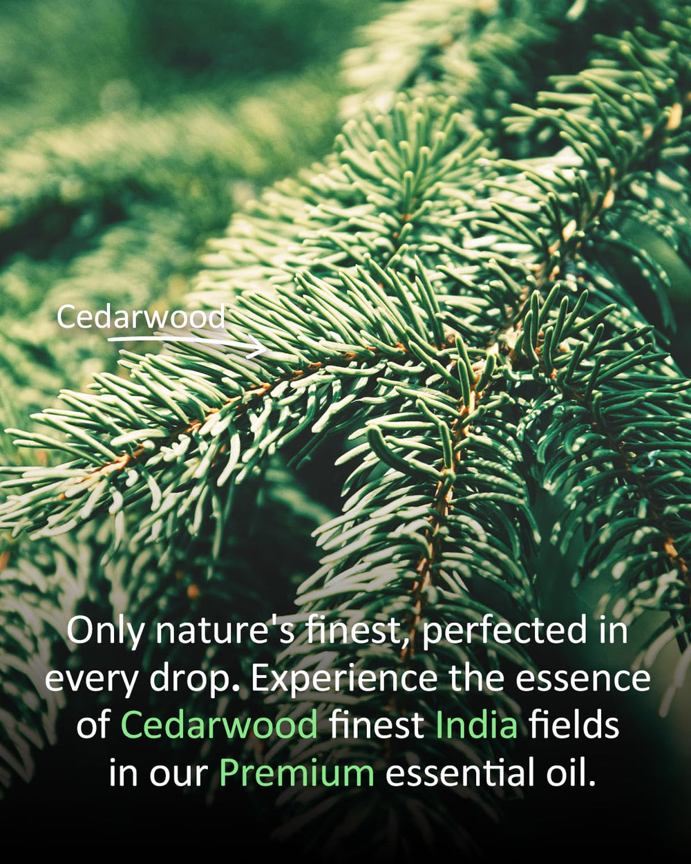 Airoomoil Cedar Oil skin dilution illustrates safe application in carrier oils.