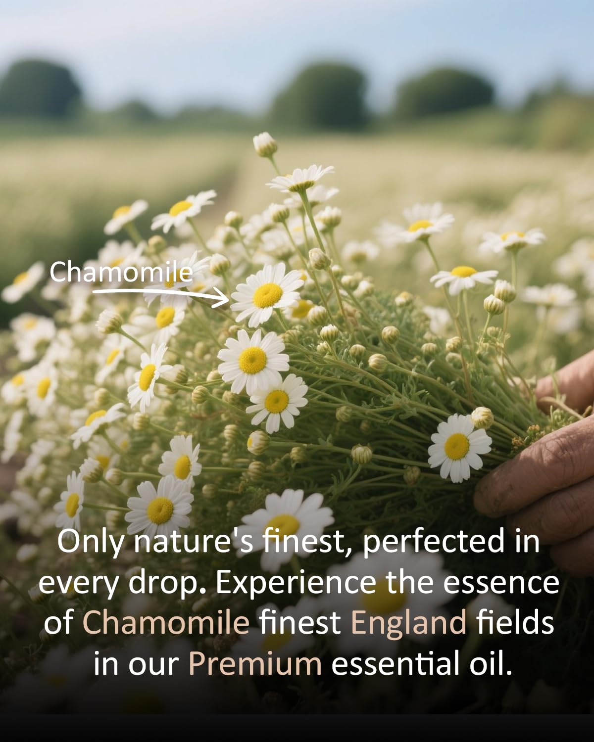Airoomoil chamomile bath bomb base for spa-like baths