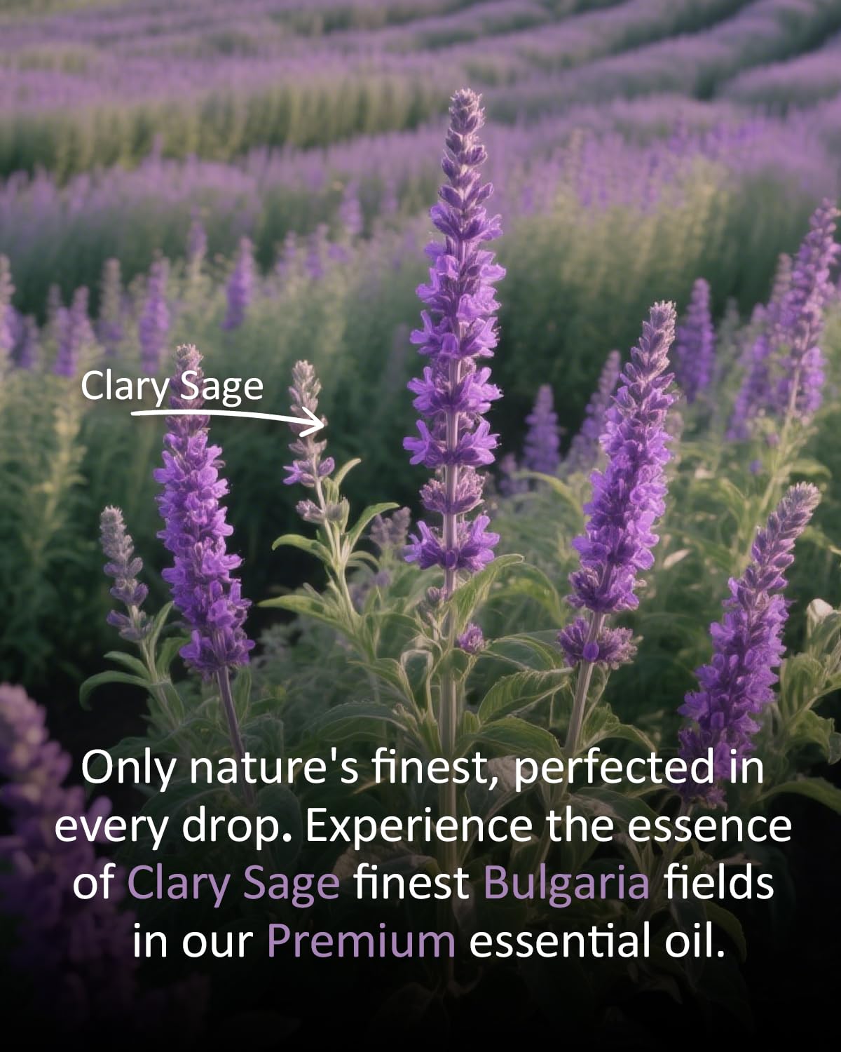 airoomoil Clary Sage skincare blend balances oily skin when diluted
