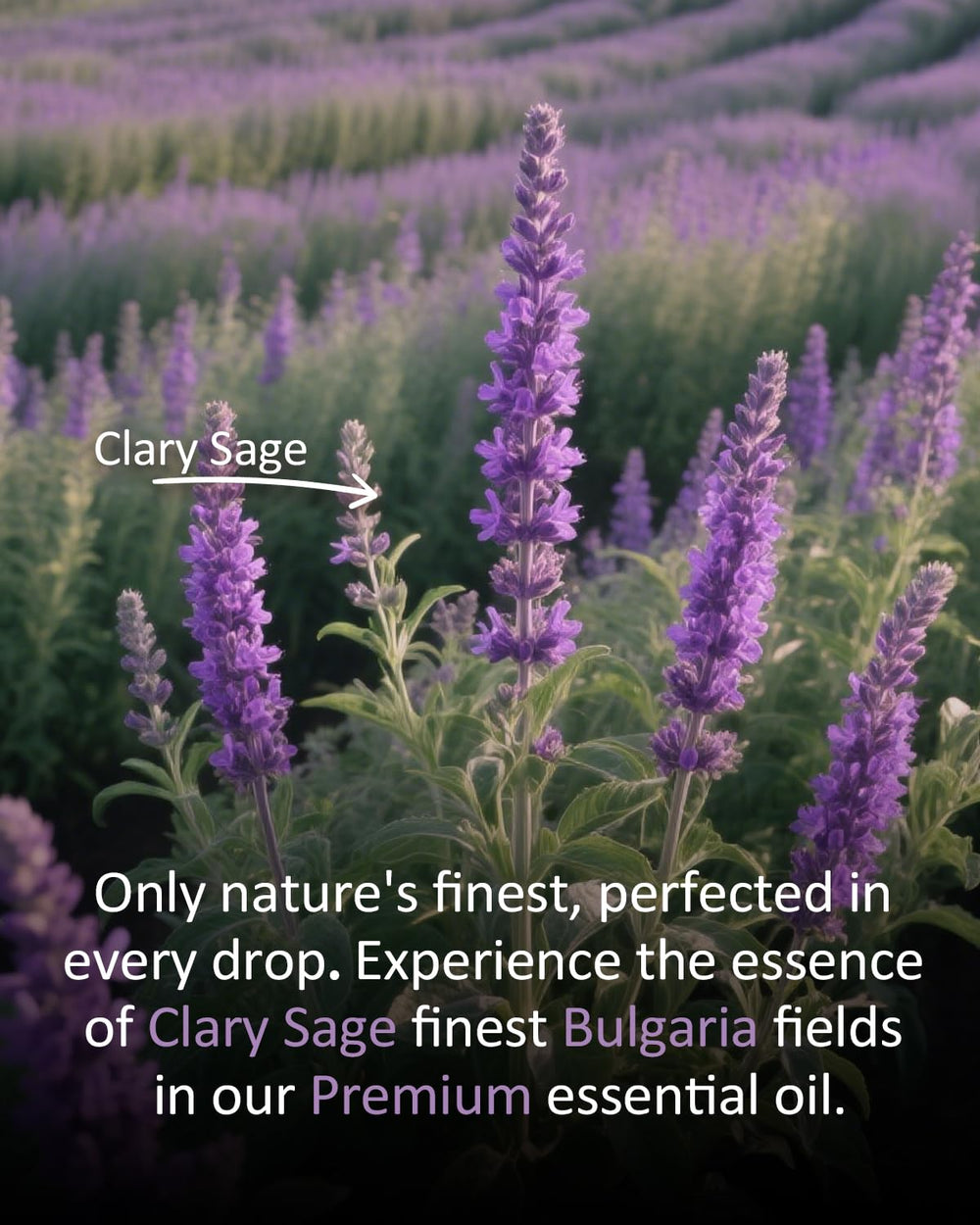 airoomoil Clary Sage skincare blend balances oily skin when diluted