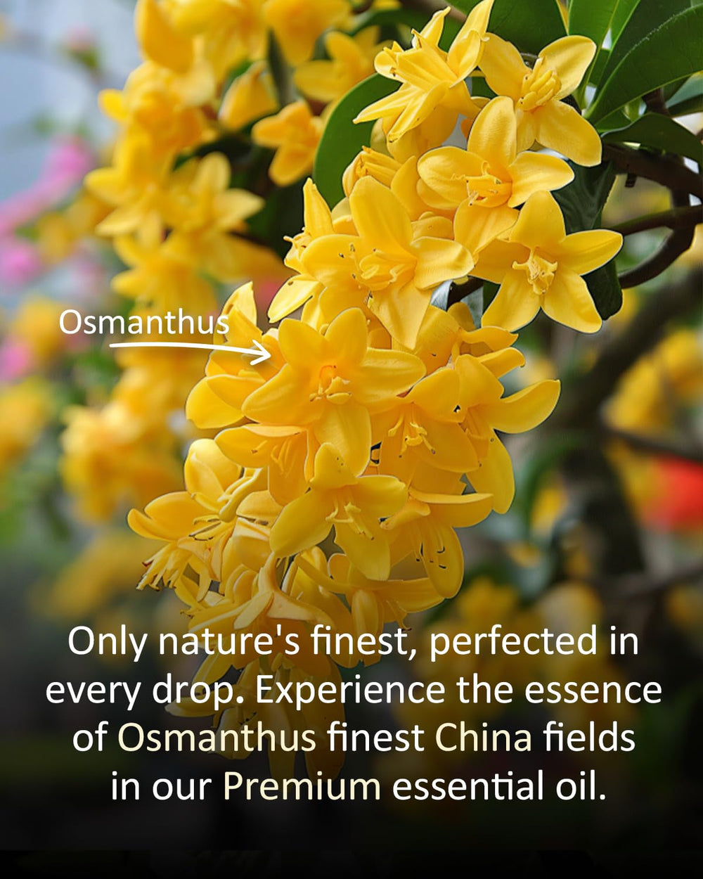 Airoomoil jasmine oil for reed diffusers, enriching living spaces with elegant florals.