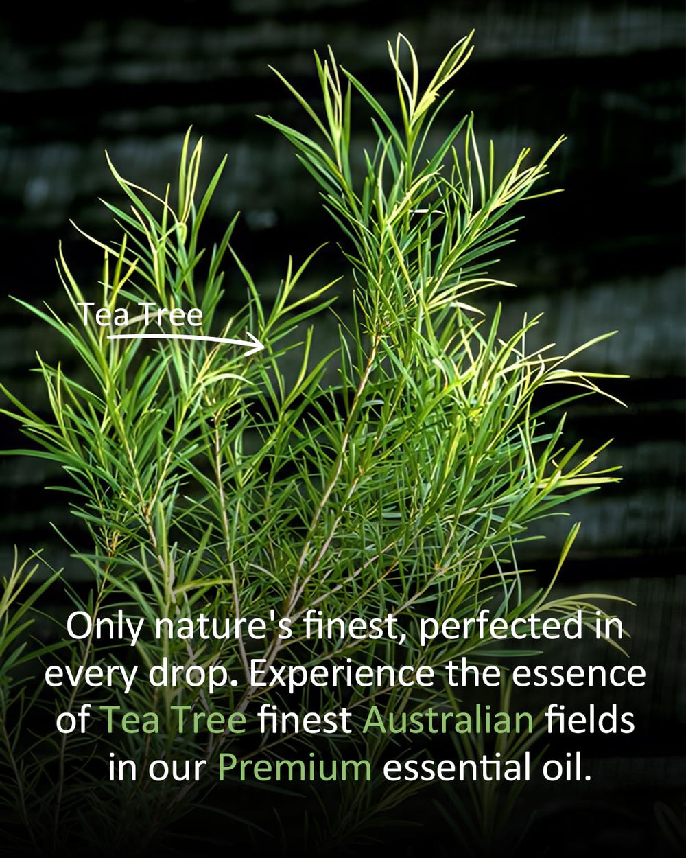 Airoomoil Tea Tree Oil applied to scalp for cleansing and soothing massage