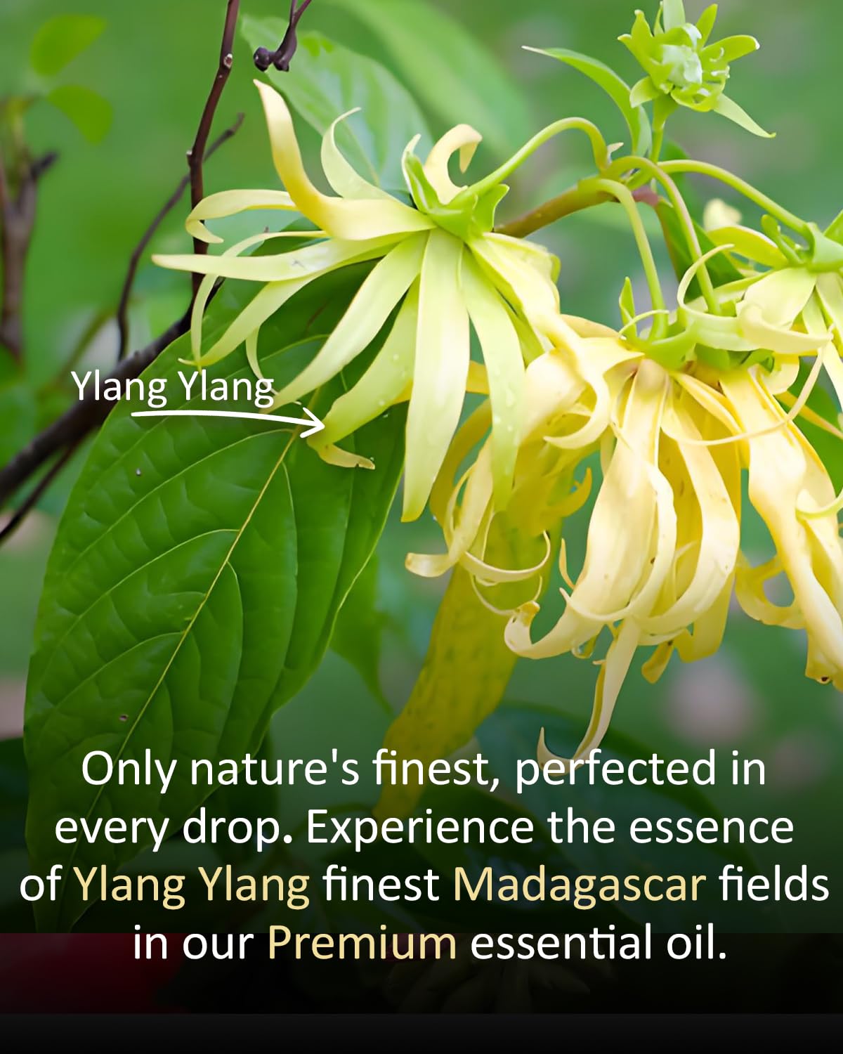 airoomoil Ylang Ylang supports balanced skin when properly diluted