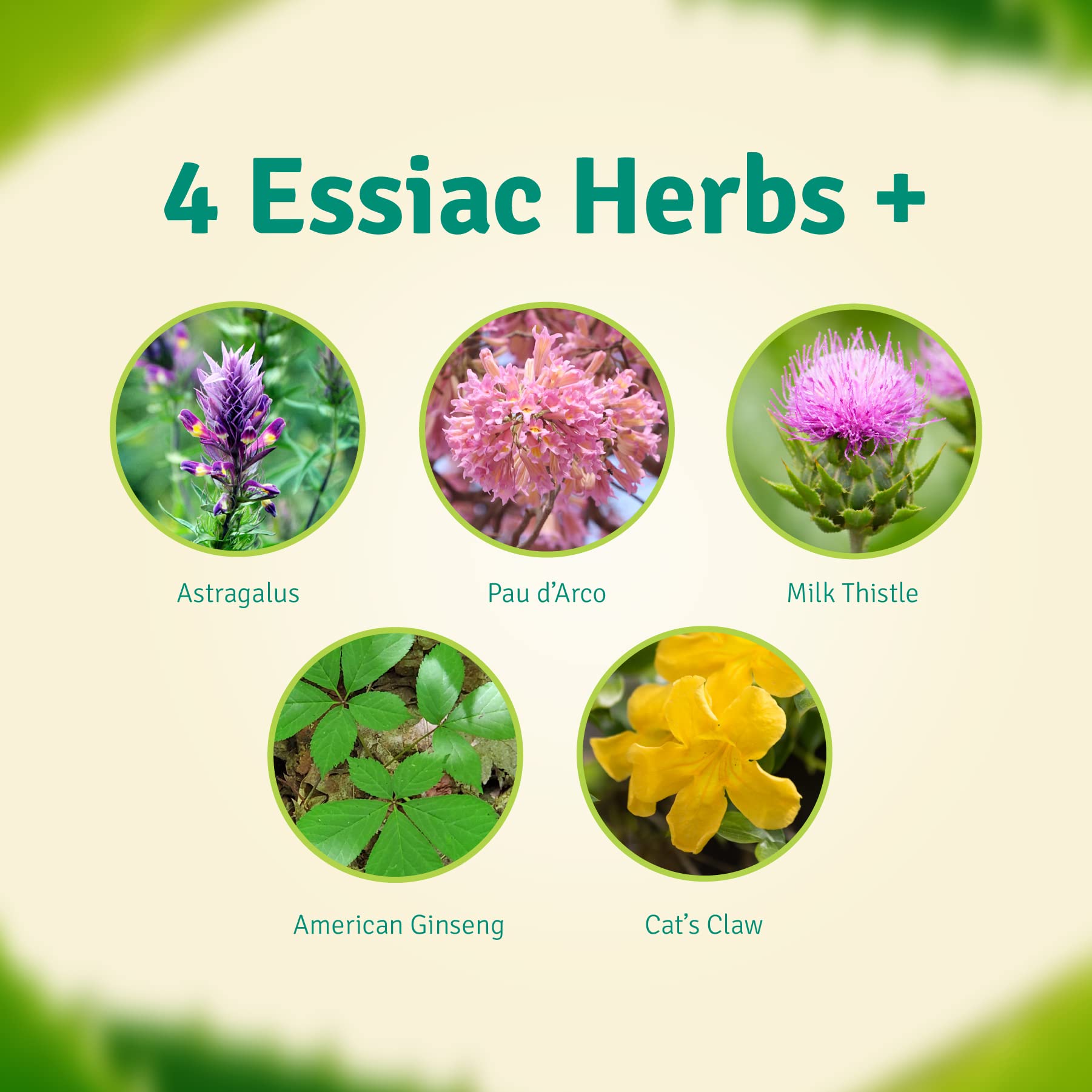 Ingredients blend showing 11 botanicals for gut-friendly wellness.
