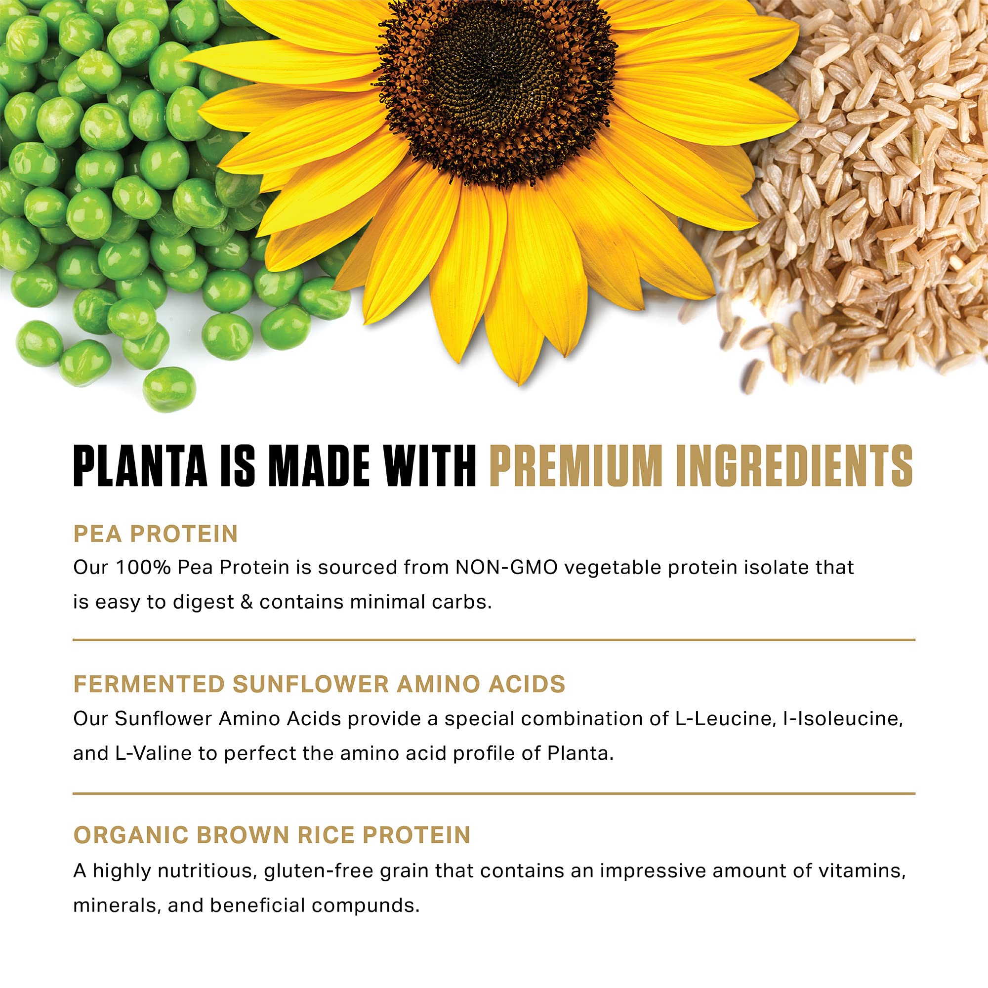 Ambrosia Planta serving ideas with shake on table