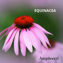 Ampitrexyl ingredient panel highlights Andrographis, Echinacea, and Vitamin C.