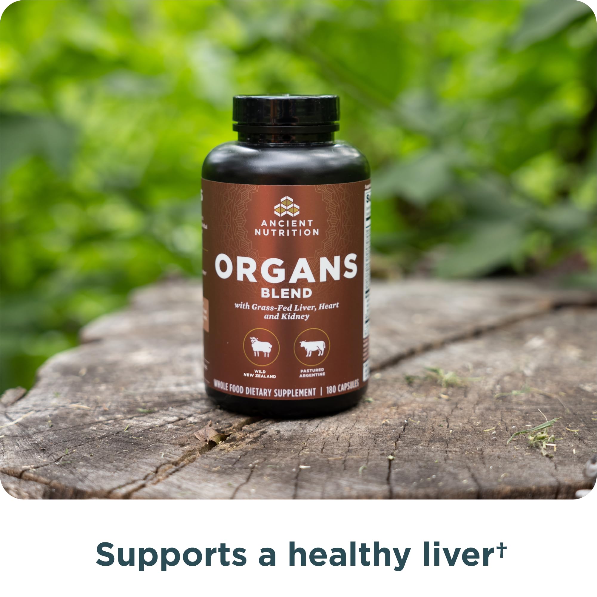 Ancient Nutrition Organ Complex capsules closeup with rich nutrient appearance.