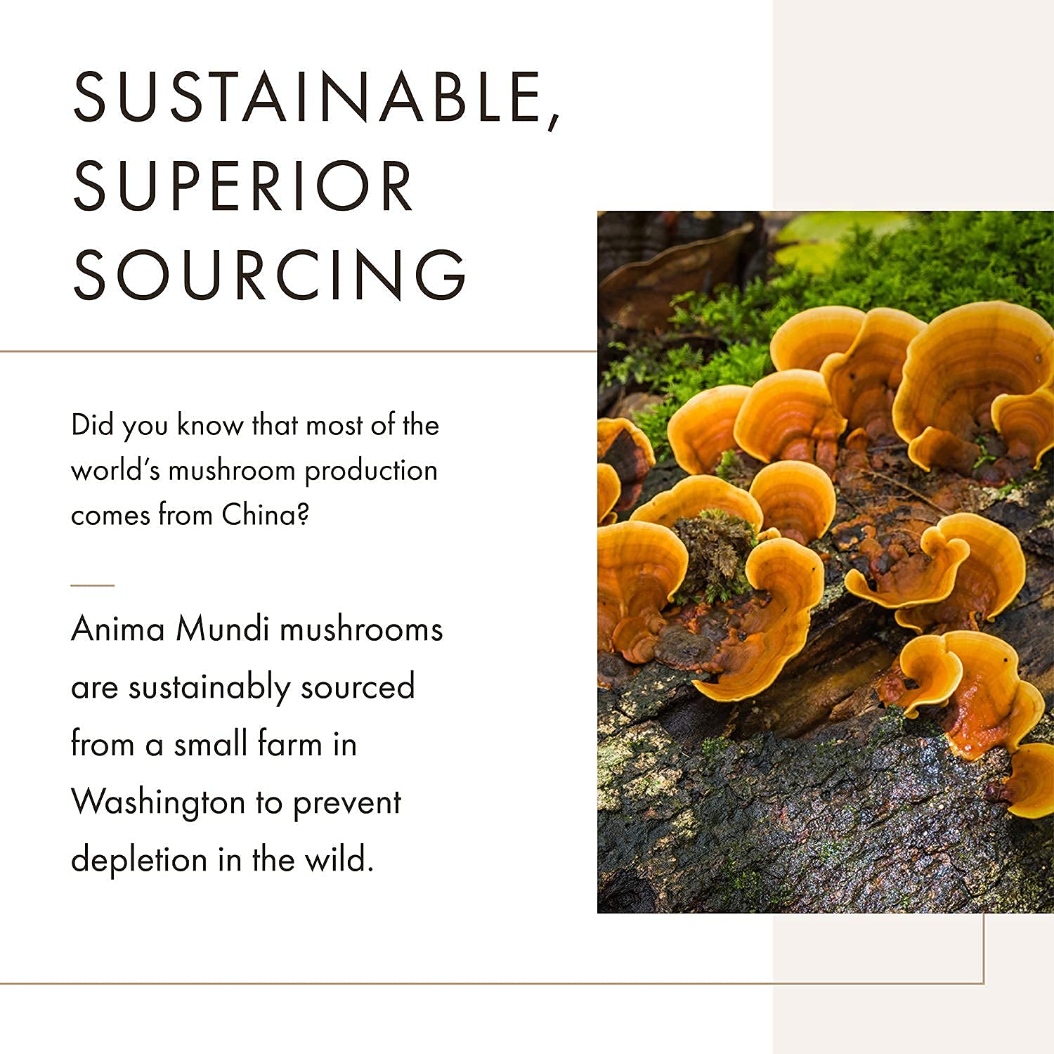 Anima Mundi Soma chaga and reishi close-up emphasizes forest-sourced mushrooms.