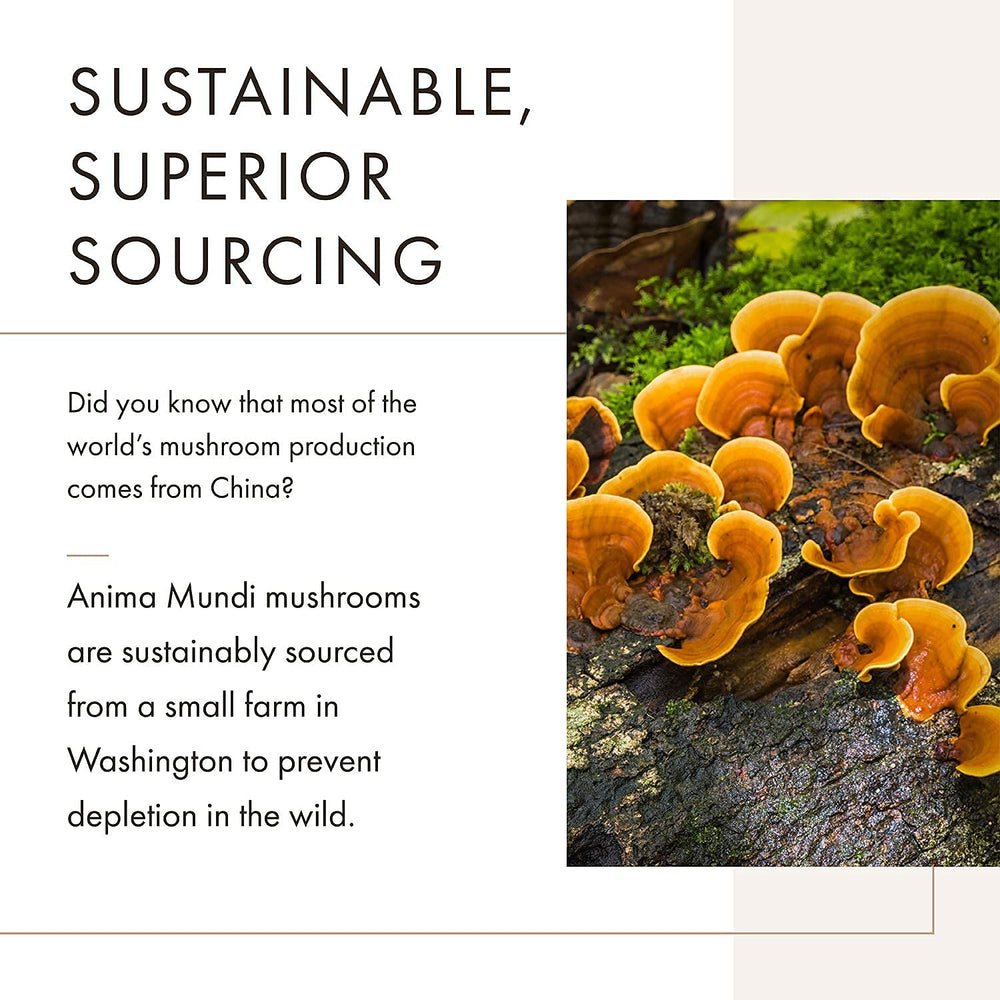 Anima Mundi Soma chaga and reishi close-up emphasizes forest-sourced mushrooms.