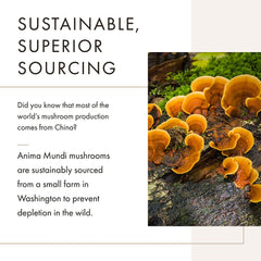 Anima Mundi Soma chaga and reishi close-up emphasizes forest-sourced mushrooms.