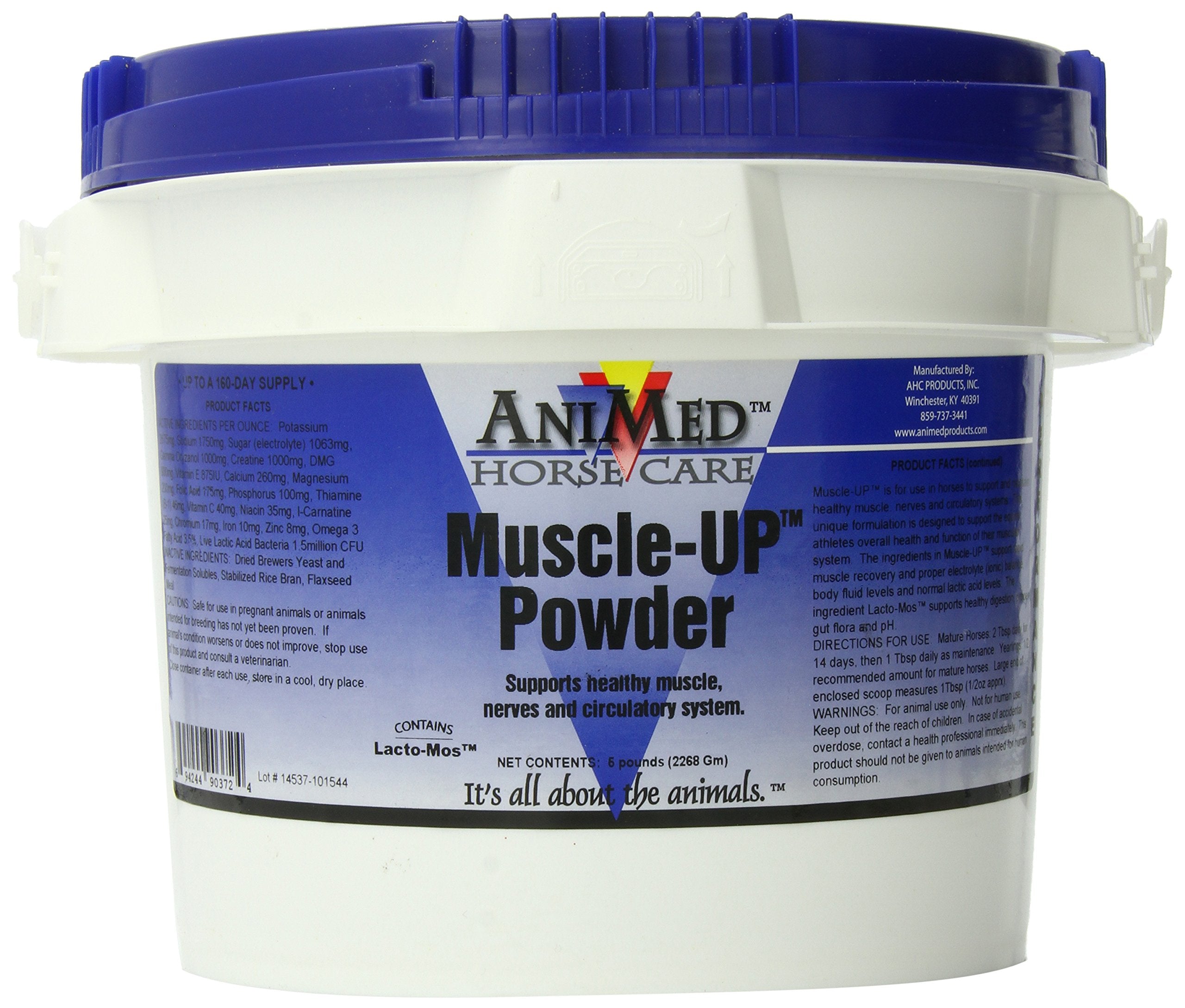 ANIMED MuscleUp Powder jar with scoop ready to mix for workouts to support post-workout recovery.