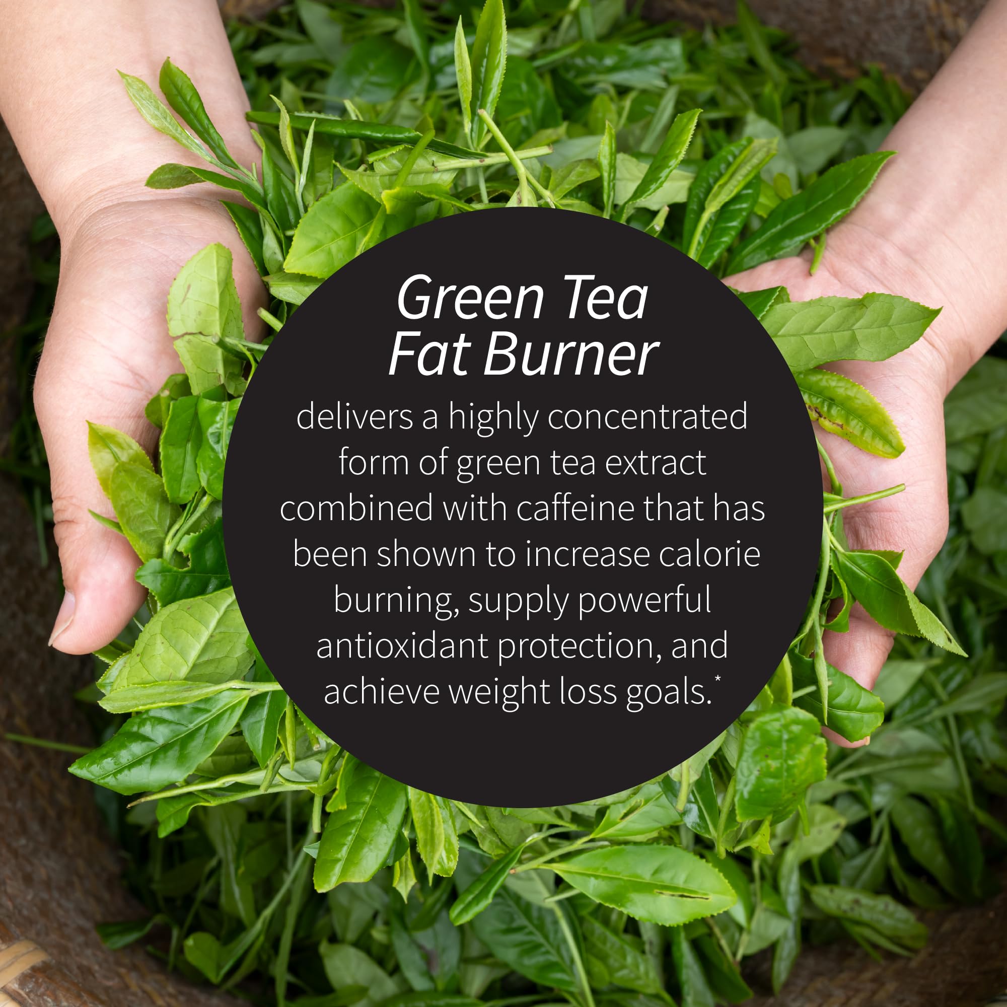 Applied Nutrition Green Tea Fat Burner EGCG content emphasizes antioxidant protection