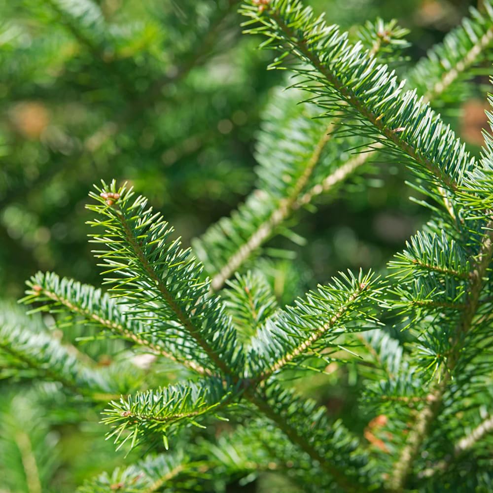 Aromatics International balsam fir in a diffuser setup for a woodsy atmosphere.