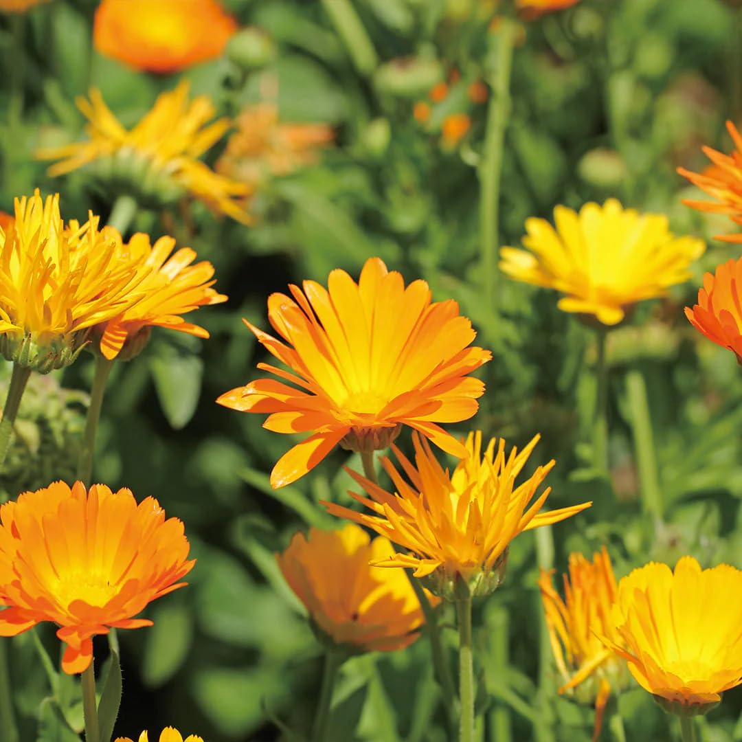 Aromatics International Calendula Hydrosol mist for refreshing rooms and linens.