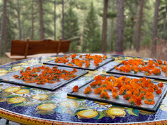 Aromatics International Calendula Hydrosol ideal for outdoor patio ambiance.