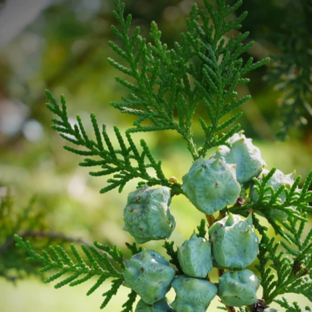 Aromatics International Cypress oil 5ml close-up ideal for diffusers and mood uplift.