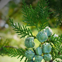 Aromatics International Cypress oil 5ml close-up ideal for diffusers and mood uplift.