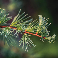 Aromatics International oil label close-up highlighting purity and origin of larch-tamarack oil