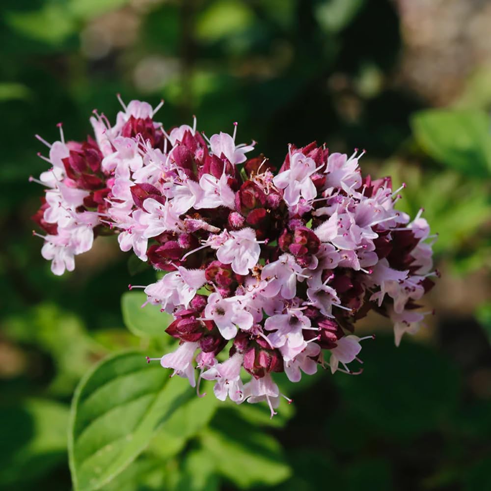 Aromatics International Marjoram Sweet diffuser aroma filling a room with warm herbaceous notes.