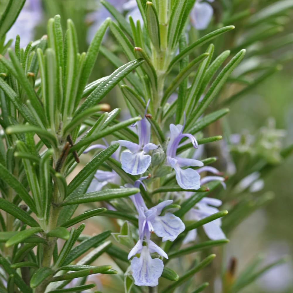 Aromatics International rosemary ct camphor essential oil diffuser blend for energizing ambiance