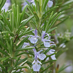 Aromatics International rosemary ct camphor essential oil diffuser blend for energizing ambiance